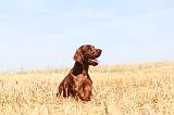 SETTER IRLANDAIS 099
